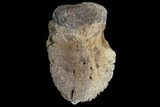 Hadrosaur Ungal (Claw) - Alberta (Disposition #-) #92782-1